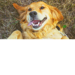 Find your dog obby!