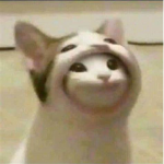 pop cat army is cool