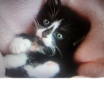 Karate Kittens Family!