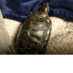 § Turtle Team §