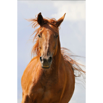 Charlie Horse