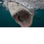Shark movie fan group