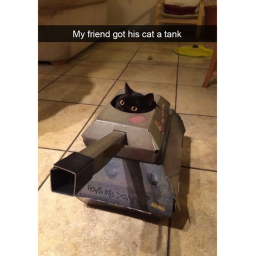 The cat of bad luck's Place Number: 3