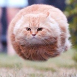 Hover Kitten Gamers