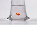 goldfish cracker in the water clan