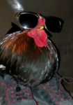 Burned Chicken Studio's secret stuff