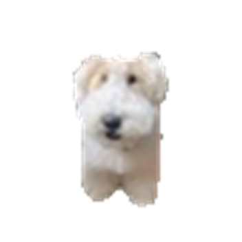 dang dog