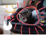 The Cats And The Kitty's:)
