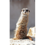MEERKATS ARE SO CUUUUUUTTTTTTTEEEEEE