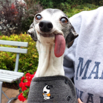 hi reeeeeeeeeeeeeeeeeeeee