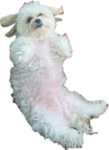 ukiyoo_