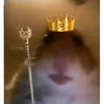 Hamstercultclub