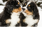 XSnowPuppiesX