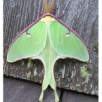Mothtown