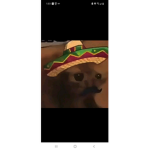 The Mexican cat