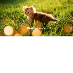 #Kitten cute!