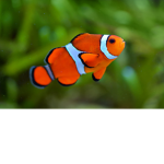 Soft fish poo