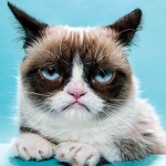 Grumpy Cat Studios of the day
