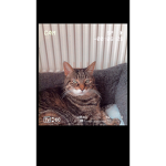 Ninja cats123