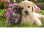 are you a kitty or NOT!!!!!!!