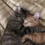 [my lovelies]