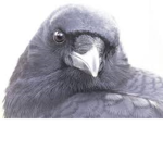 Superior Crow Cult