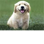 OMG cute puppies