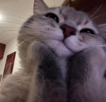 (>_<) meow