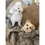 ARIANDNIKO GAMING YORKIE SQUAD