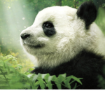 panda gang2