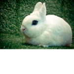 Rabbit Fans Only!