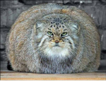 ze fat cats