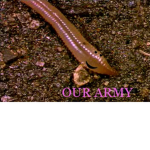 Earth worm sally's army :)