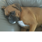 Doggo group for doggo fans!