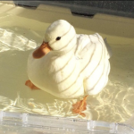 <•>Duckies!<•>