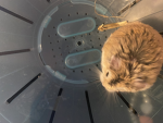 My Hamster is Fat