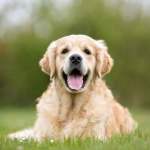 Dog are best clan
