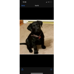 Dog group, I give robux and support dogs :)