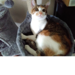 Kandy the kitten