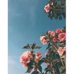 FallenFlowers