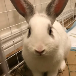 Coco's Navel Base