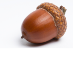 Acorns peeps ;w;