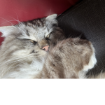 My Cats Fan Group