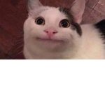 FAT CAT ANIME
