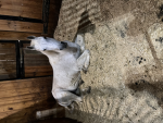 |~ wild horse island lessons ~|