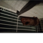 Hamster City