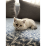 Gigabritishcat