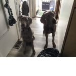 MY.DoGs GrOuP