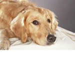 my dog past # ### sad moments:((((