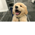 Cachorritos